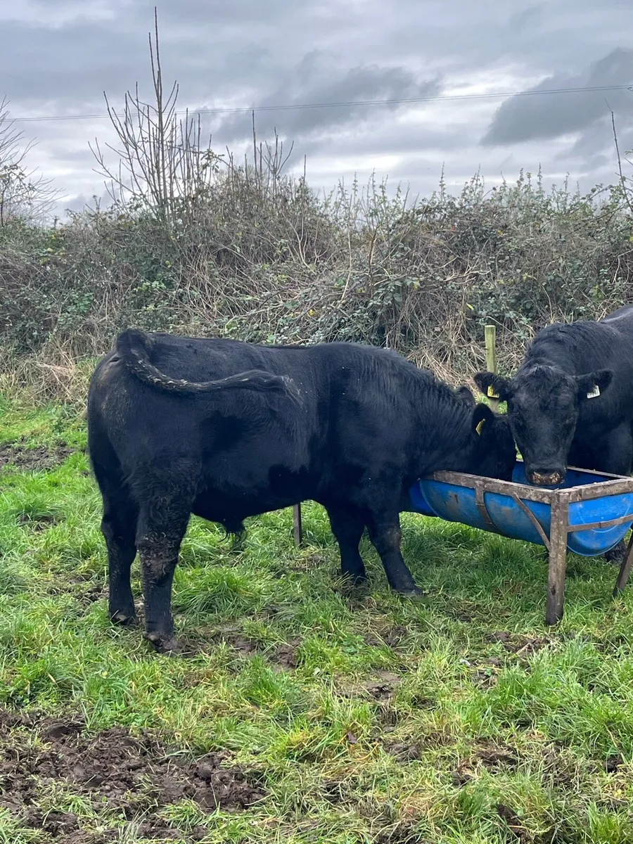 2 PBR AA BULLS - Image 3