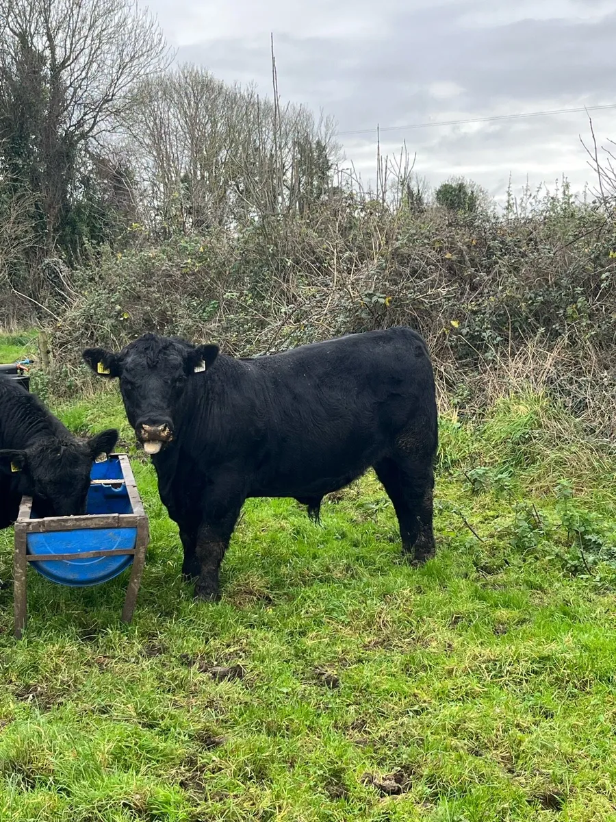 2 PBR AA BULLS - Image 4