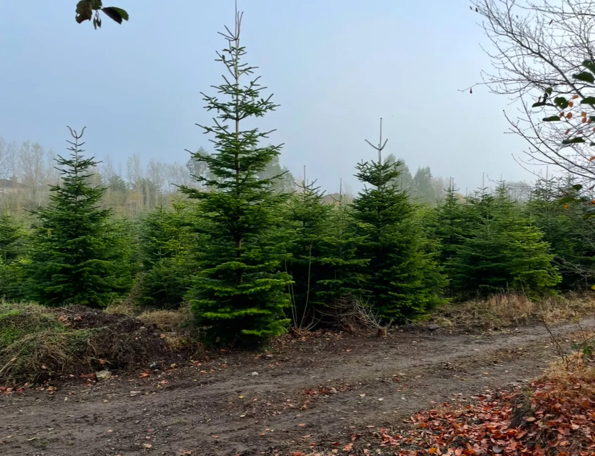 Christmas Trees - Image 3