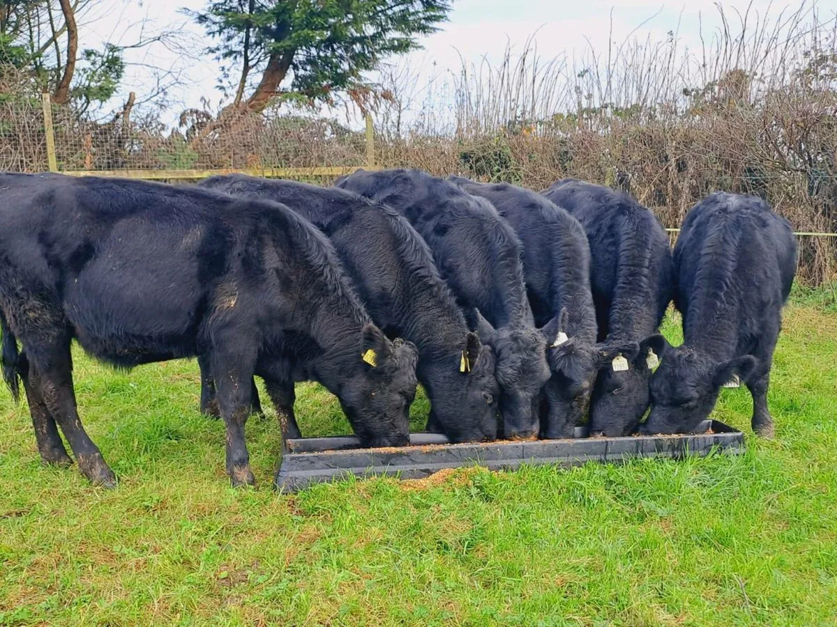 6 Angus heifer weanlings 250KGS - Image 1
