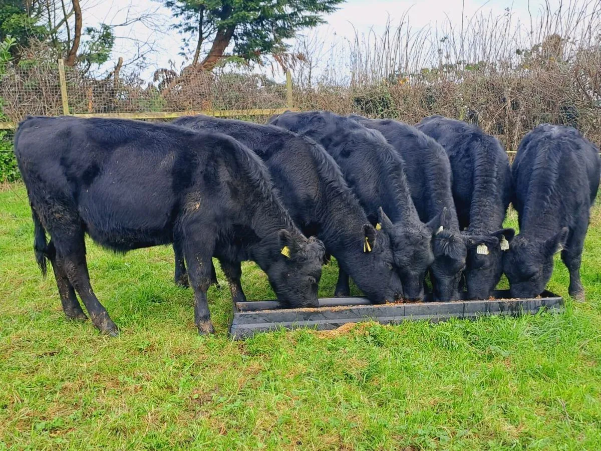 6 Angus heifer weanlings 250KGS - Image 4