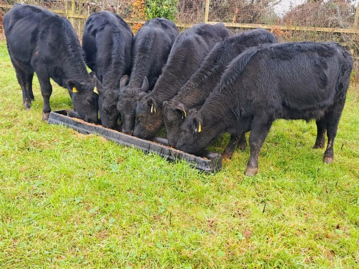 6 Angus heifer weanlings 250KGS - Image 3