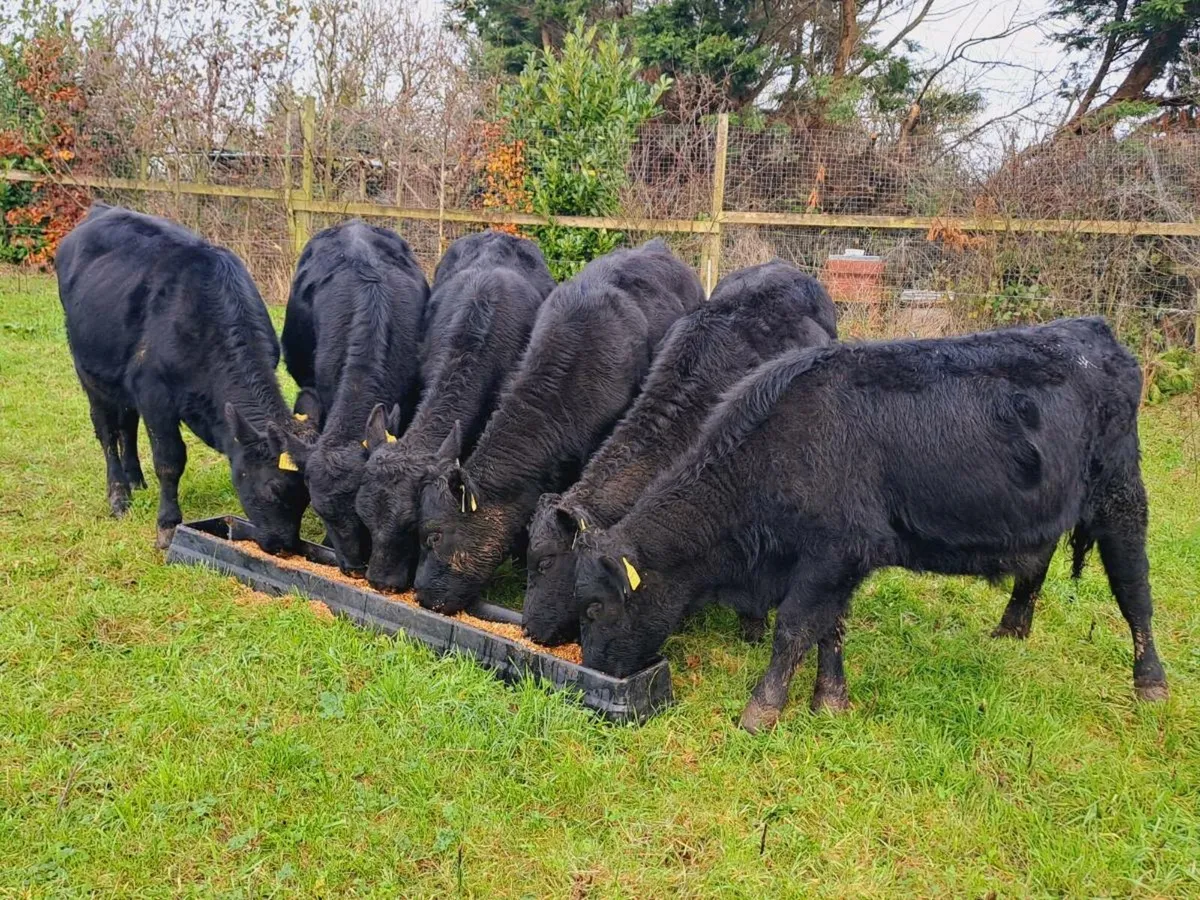 6 Angus heifer weanlings 250KGS - Image 2
