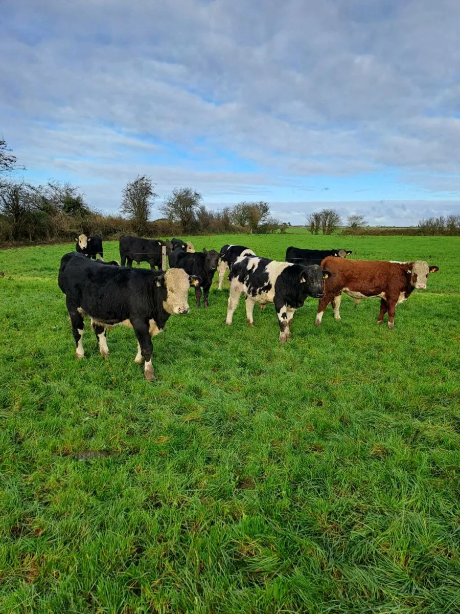 Weanling bulls - Image 2