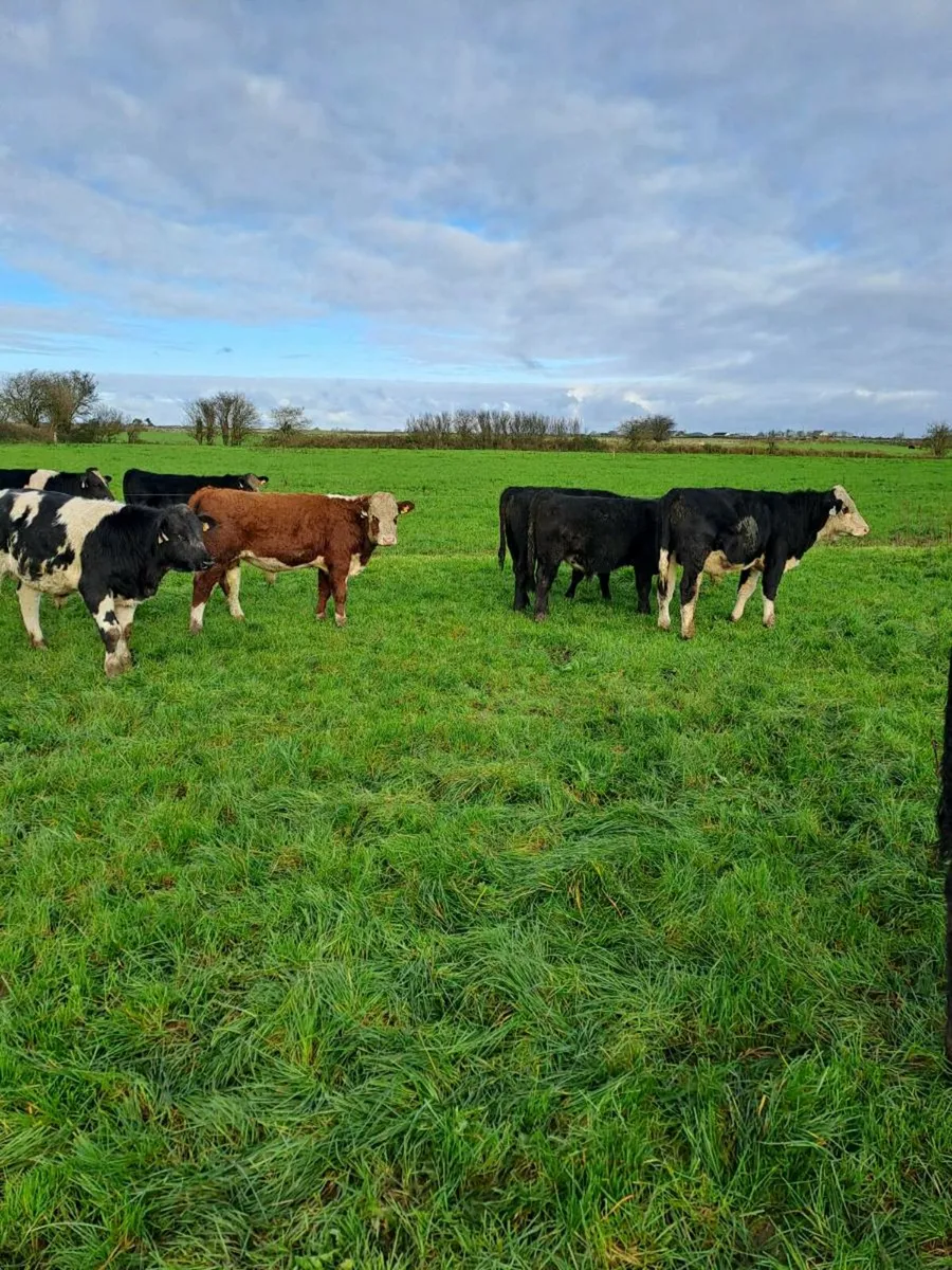 Weanling bulls - Image 3