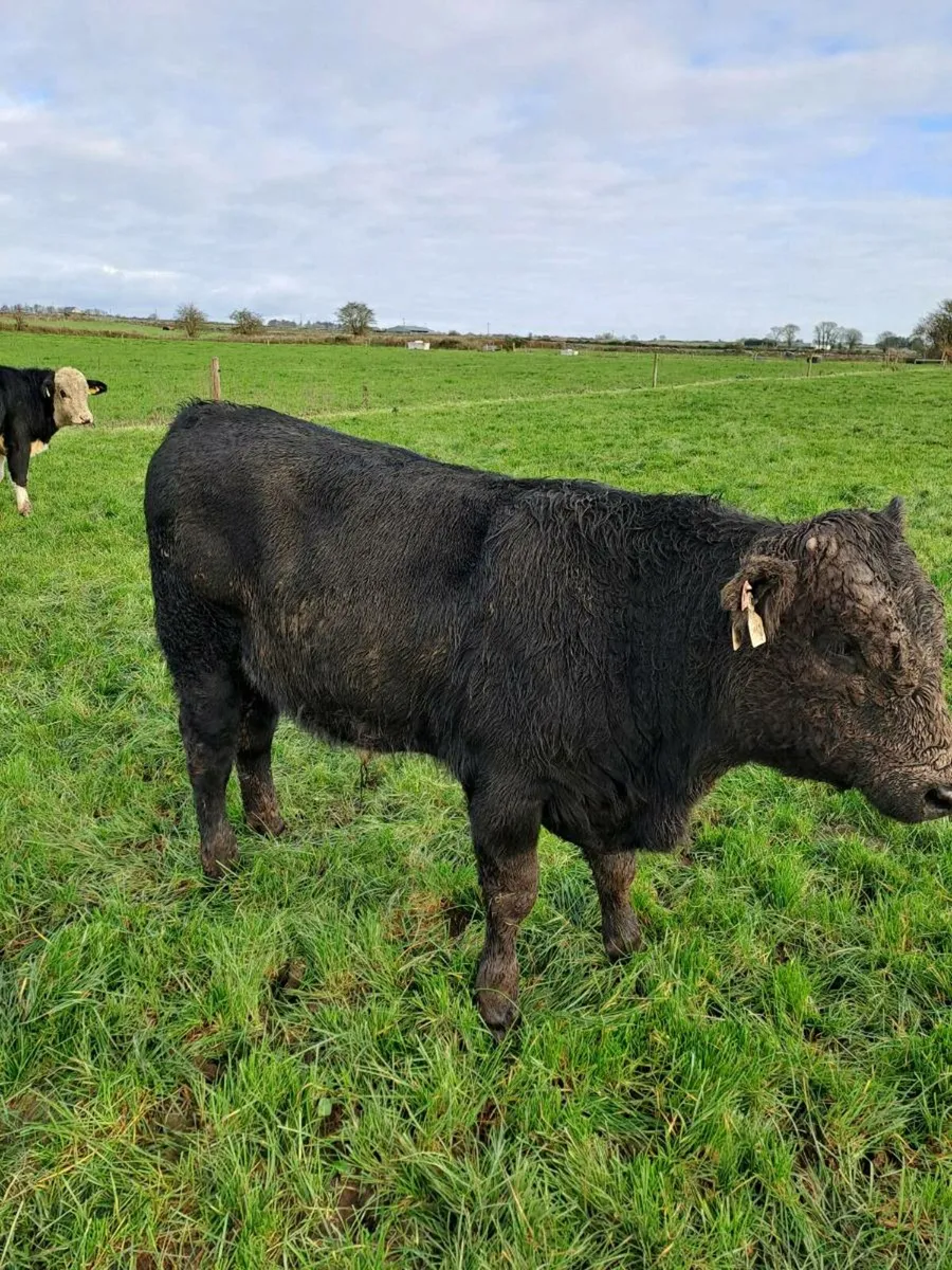 Weanling bulls - Image 1