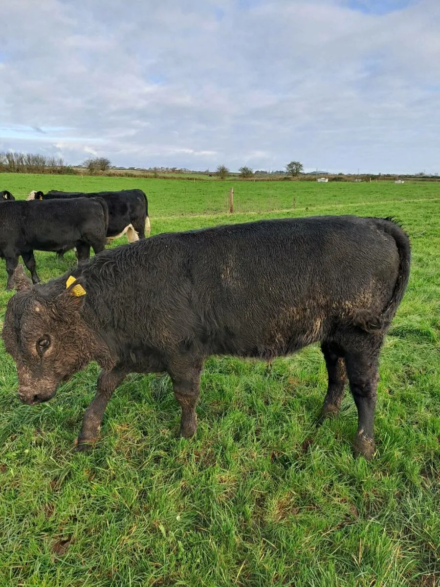 Weanling bulls - Image 4