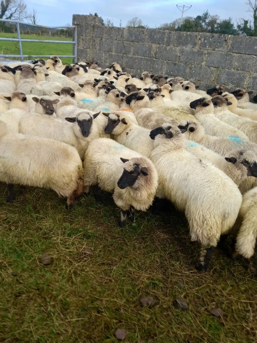 160 ewe lambs - Image 1