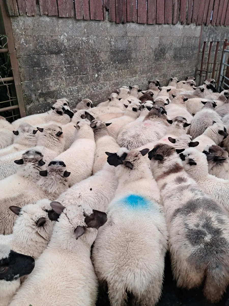 160 ewe lambs - Image 3