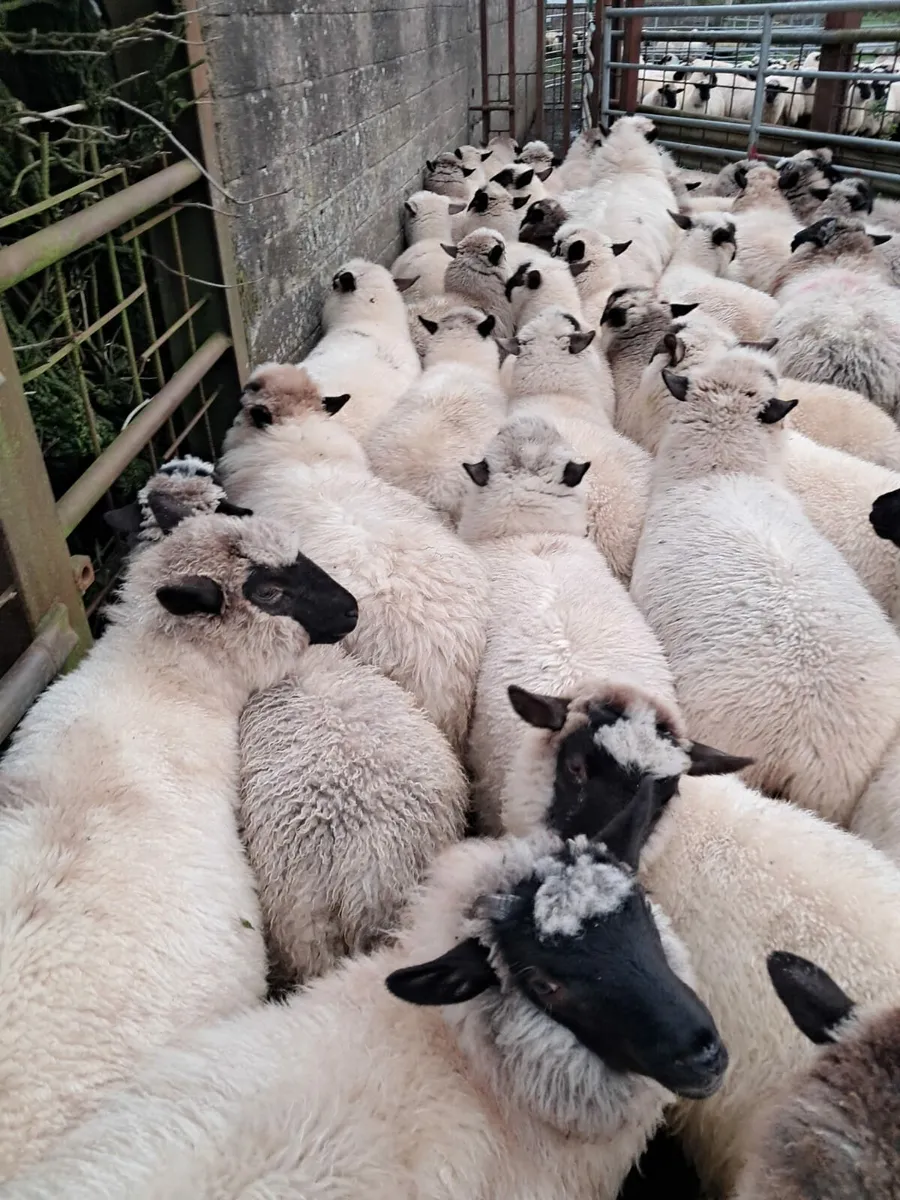 160 ewe lambs - Image 4