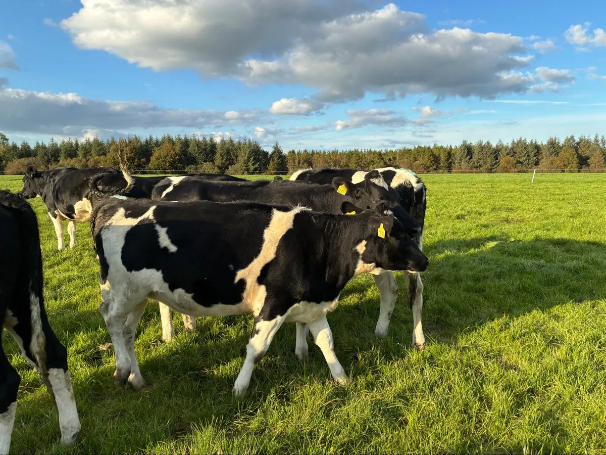 PB Holstein Friesian Heifers - Image 2