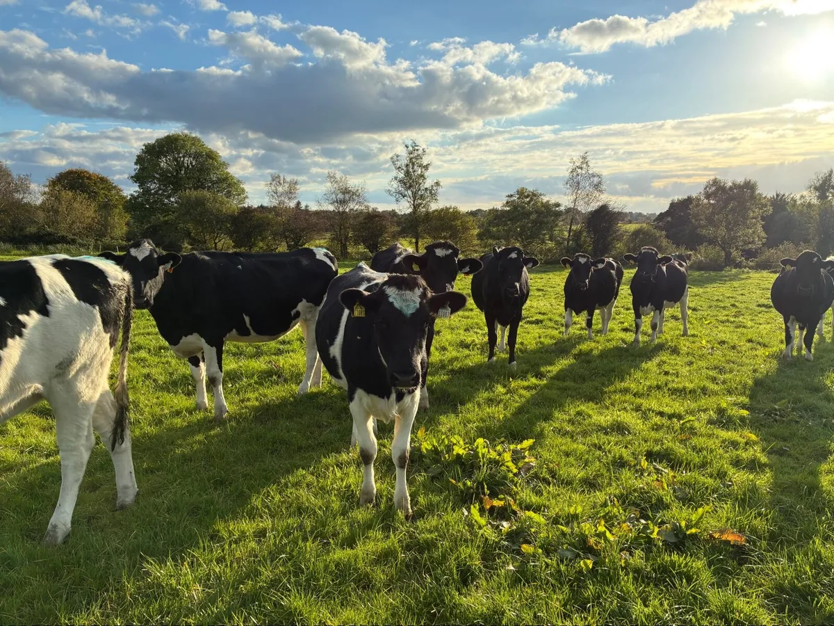 PB Holstein Friesian Heifers - Image 3