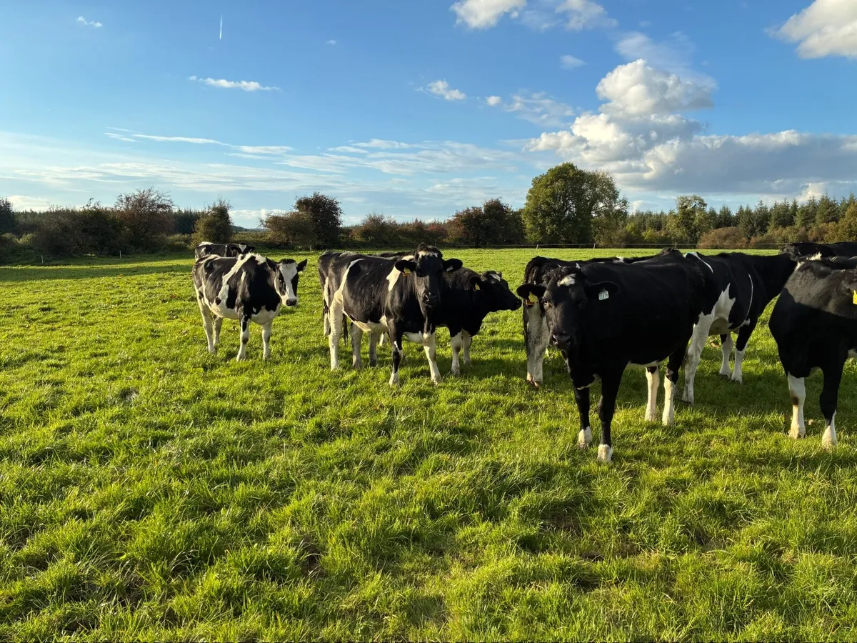 PB Holstein Friesian Heifers - Image 4