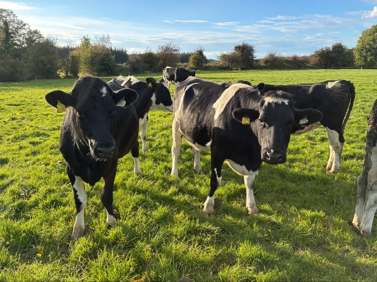 PB Holstein Friesian Heifers - Image 1