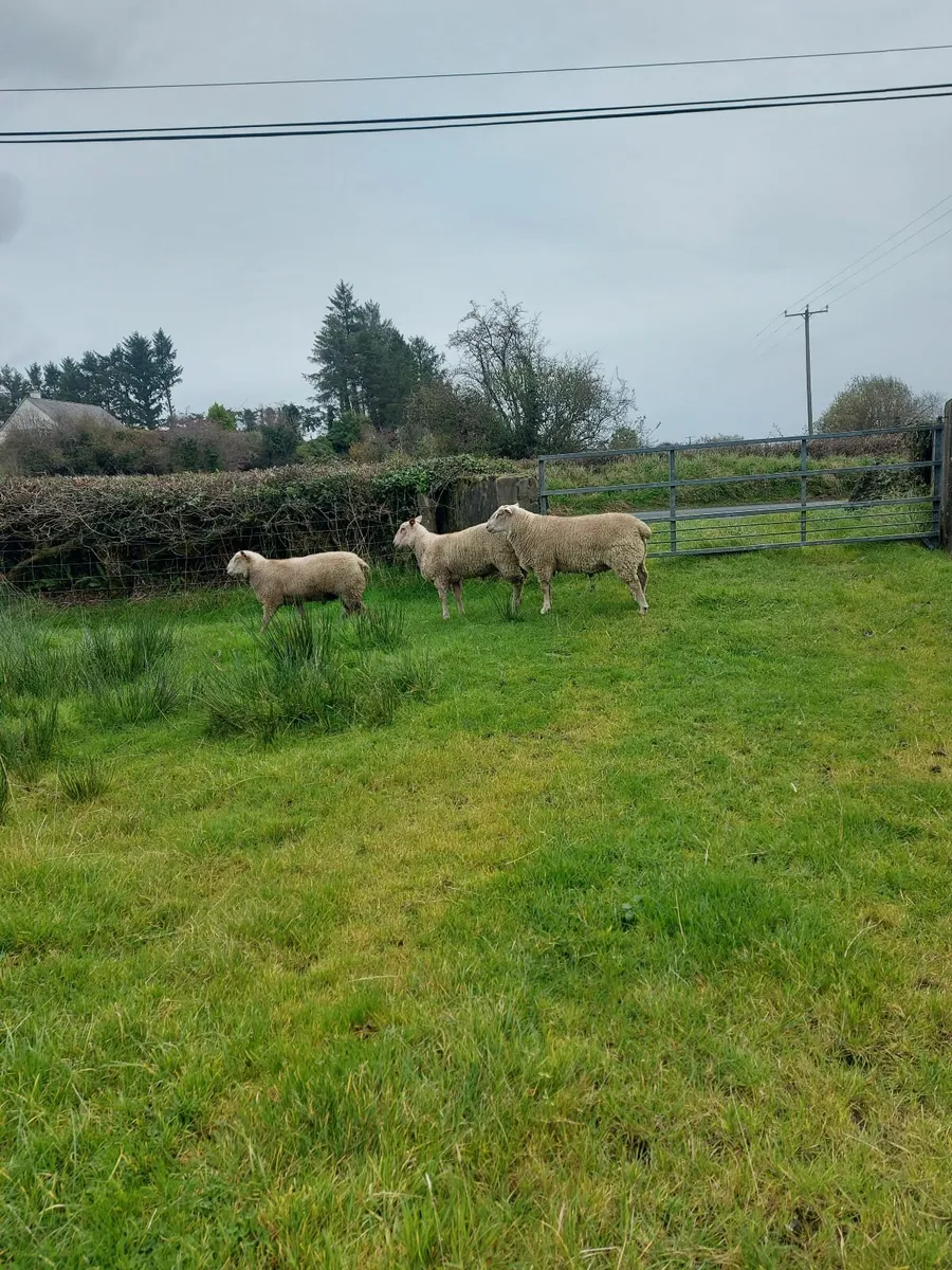 Sheep - Image 1