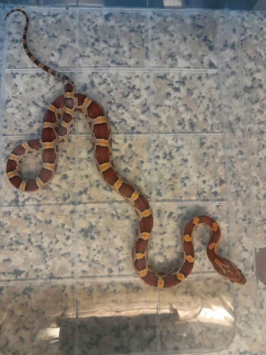 Natural corn snakes - Image 3