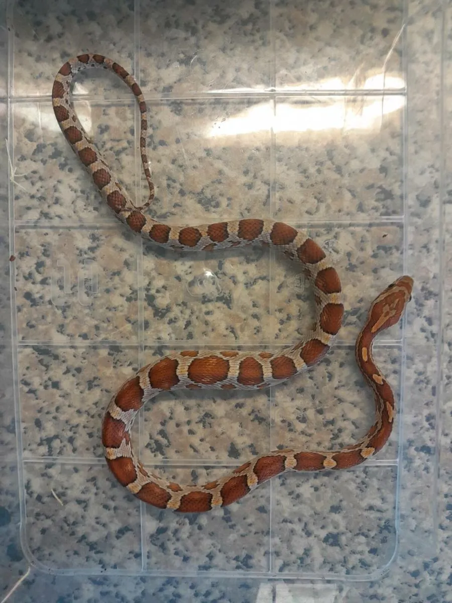 Natural corn snakes - Image 4