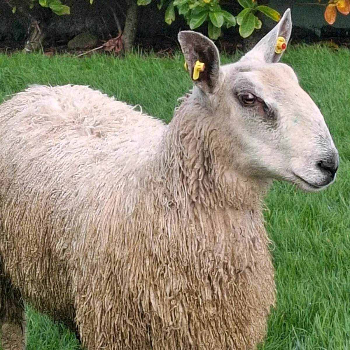 Bluefaced Leicester ram lamb - Image 1