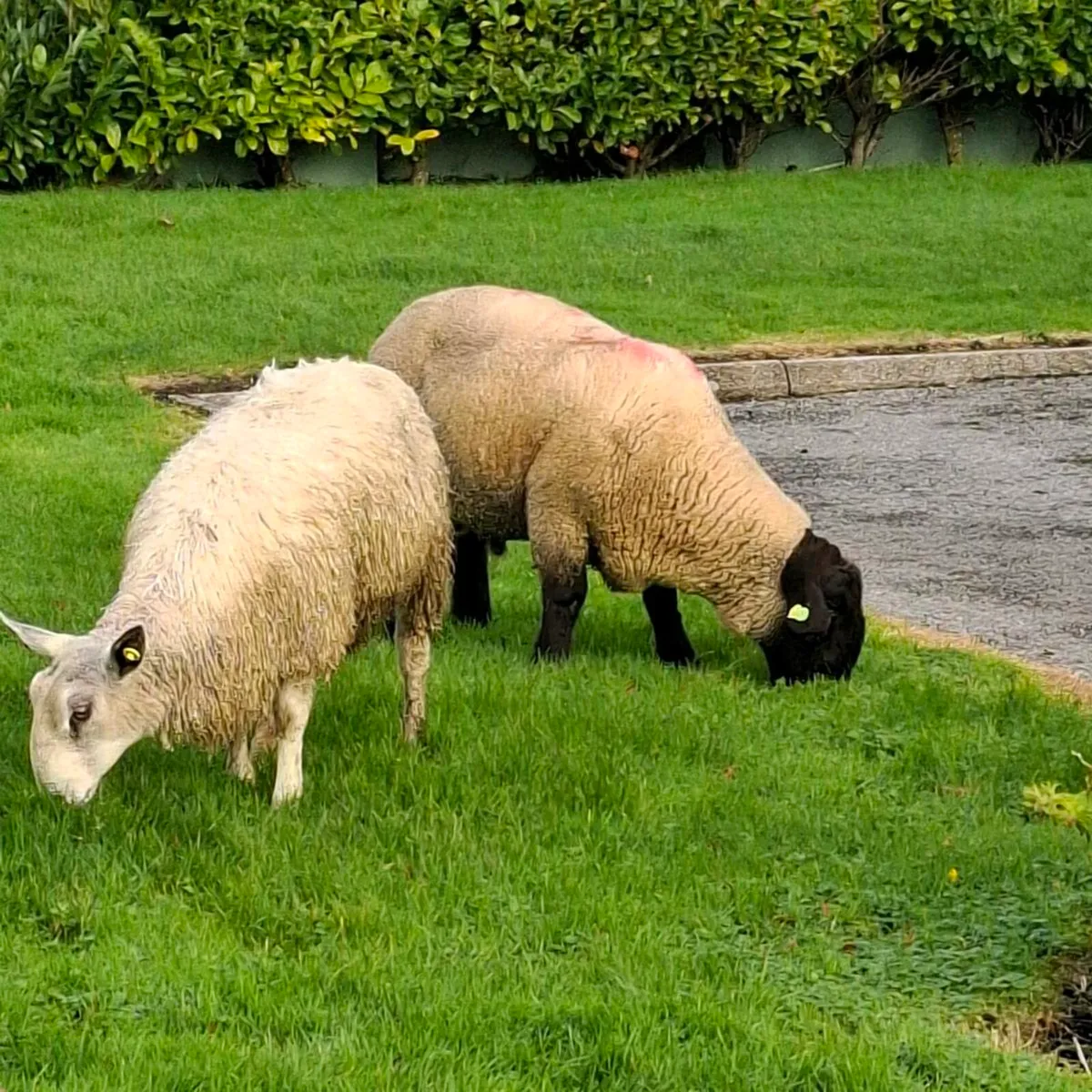 Bluefaced Leicester ram lamb - Image 2