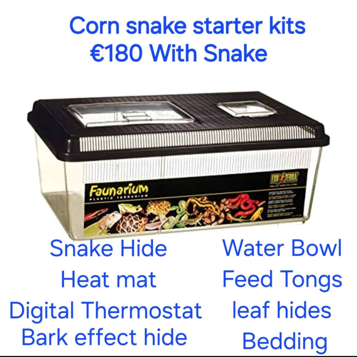 🐍Corn snakes 🐍 - Image 2