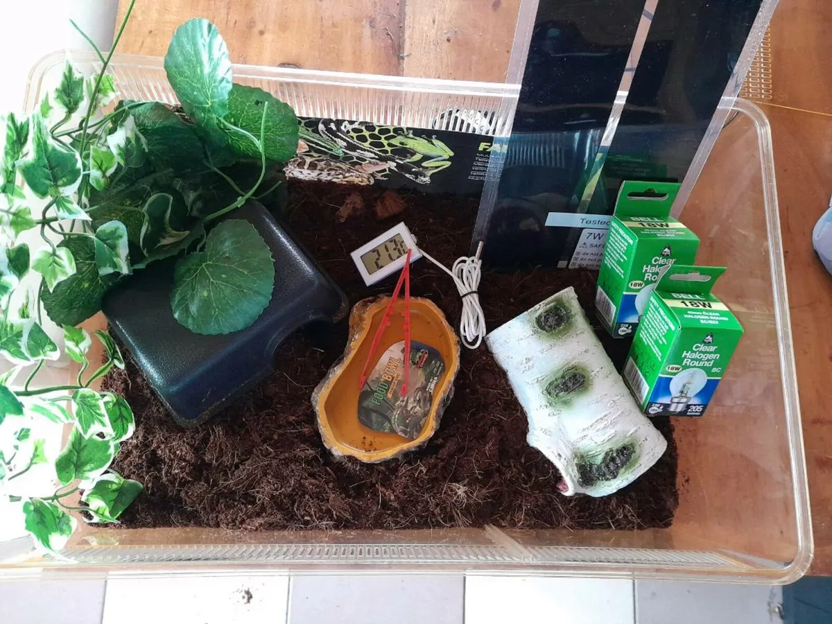 🐍Corn snakes 🐍 - Image 3