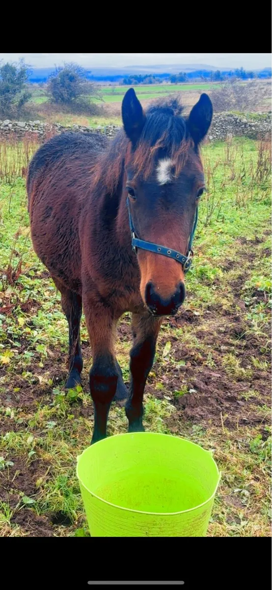 Connamara x draft - Image 2