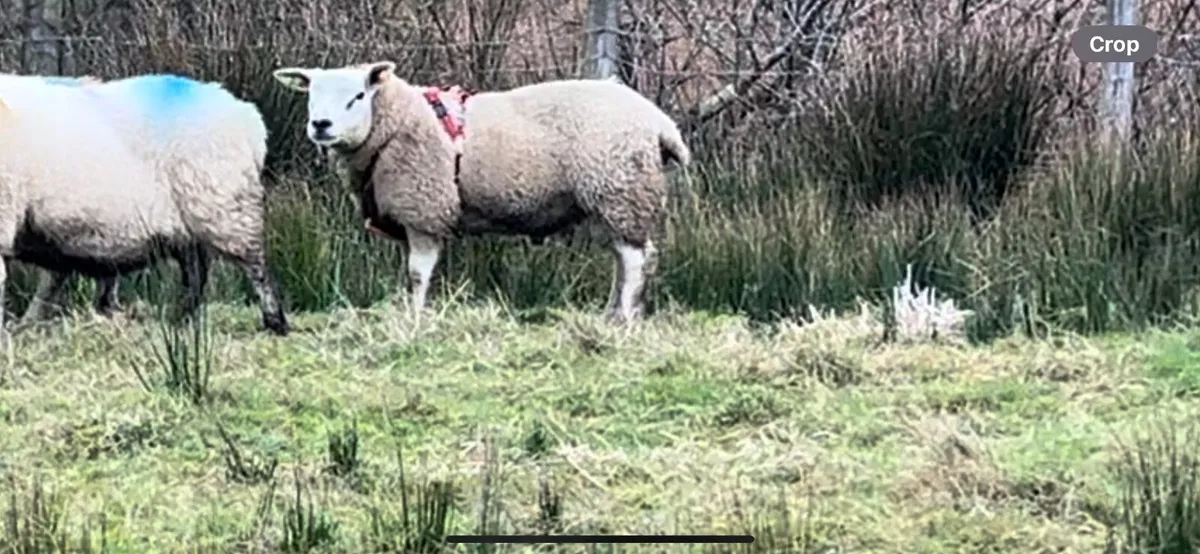 PBR Texel Ram Lamb - Image 4