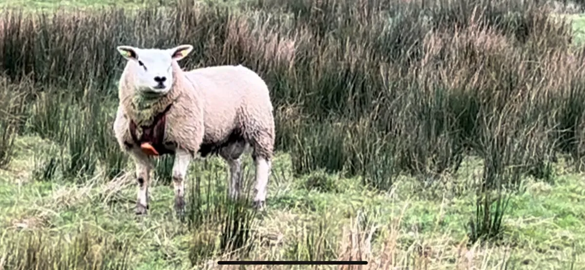 PBR Texel Ram Lamb - Image 3