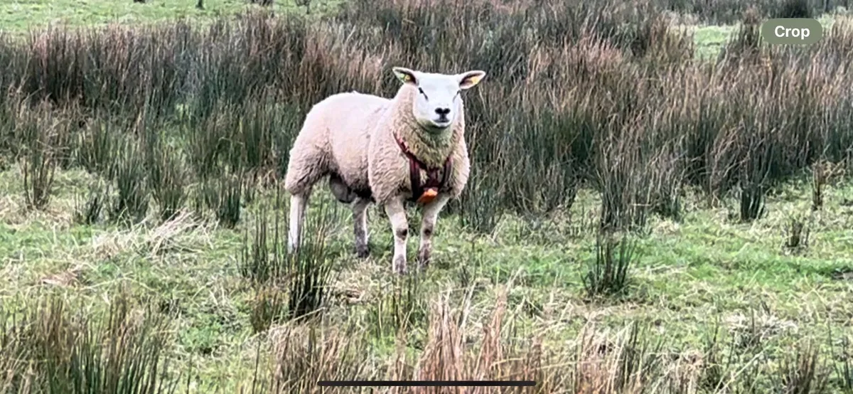 PBR Texel Ram Lamb - Image 1