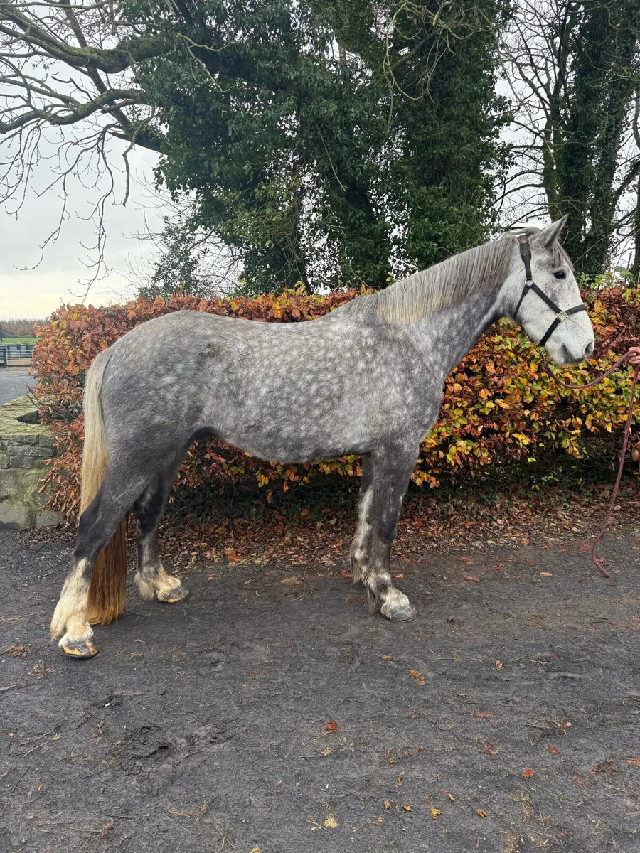 3 rising 4yr old 16'2hh gelding - Image 1