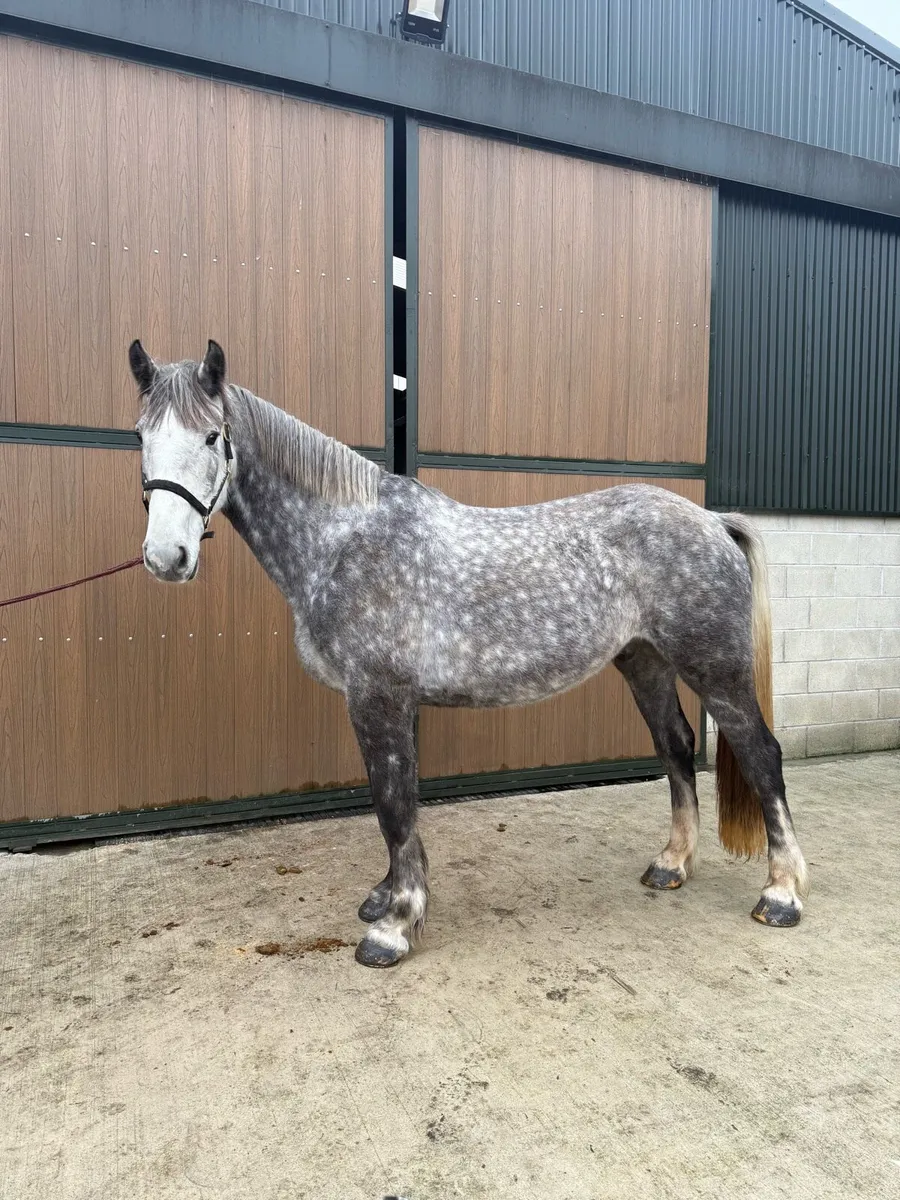 3 rising 4yr old 16'2hh gelding - Image 2
