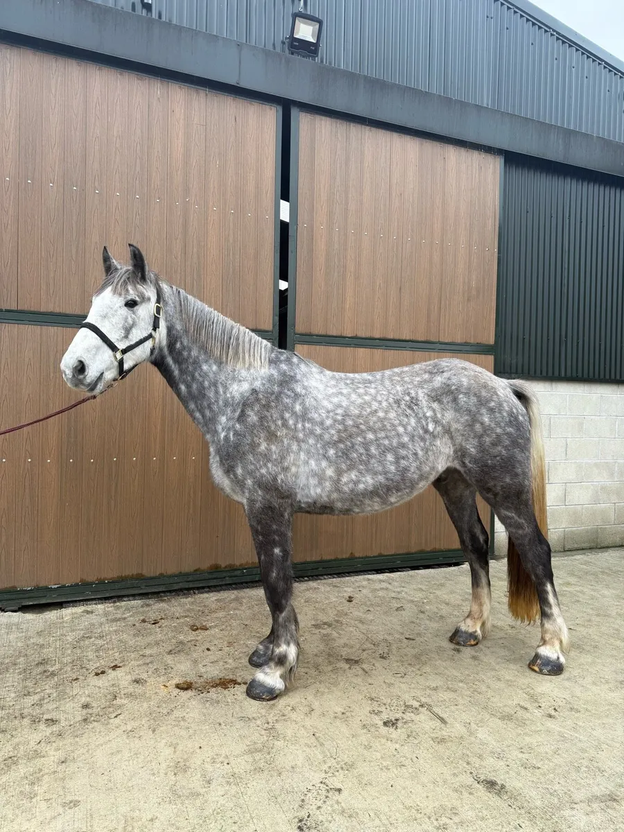3 rising 4yr old 16'2hh gelding - Image 3