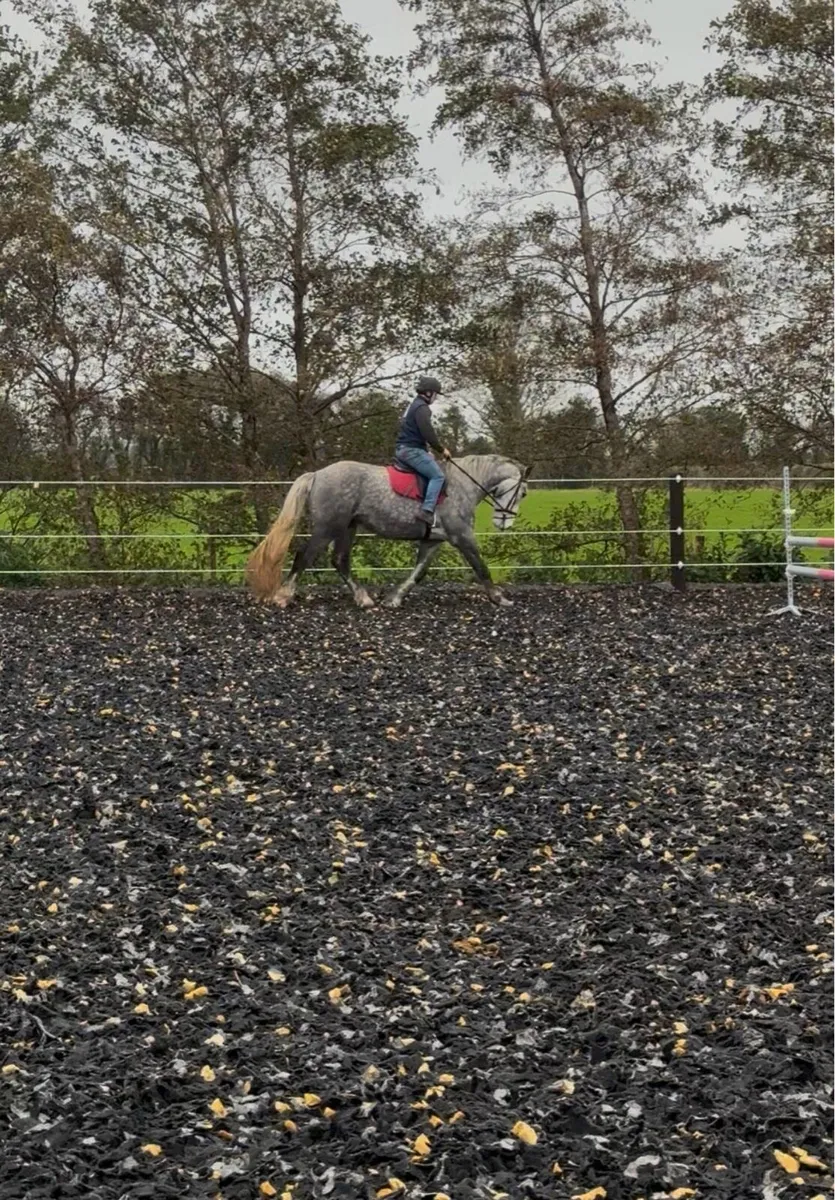 3 rising 4yr old 16'2hh gelding - Image 4