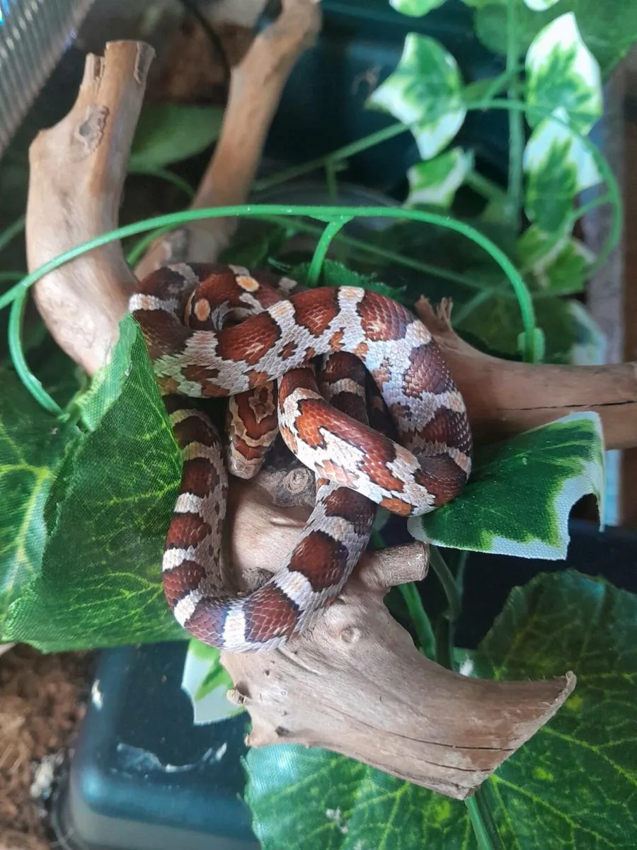 🐍Corn snakes 🐍 - Image 1