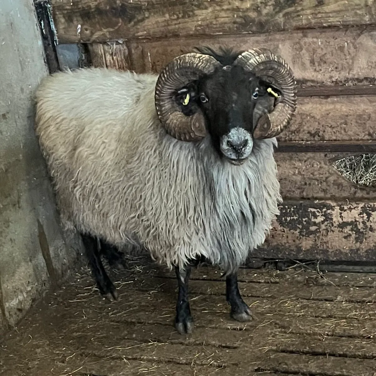 3 Rams - Image 1