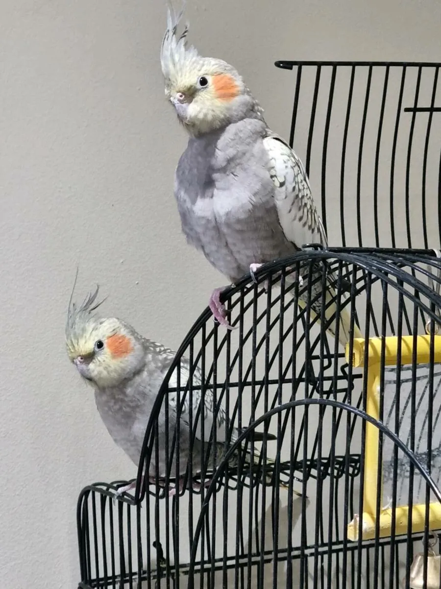 2x cockatiels with large cage looking for new home - Image 1