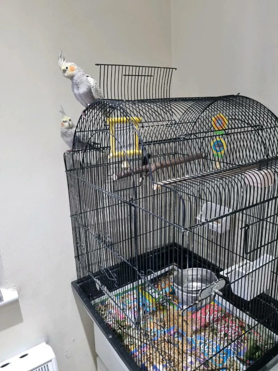 2x cockatiels with large cage looking for new home - Image 2