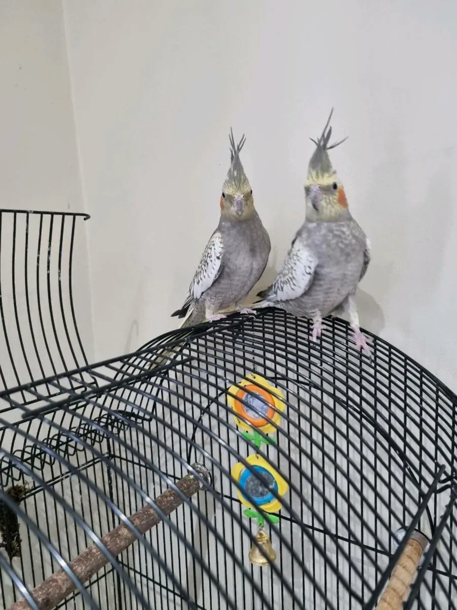 2x cockatiels with large cage looking for new home - Image 3