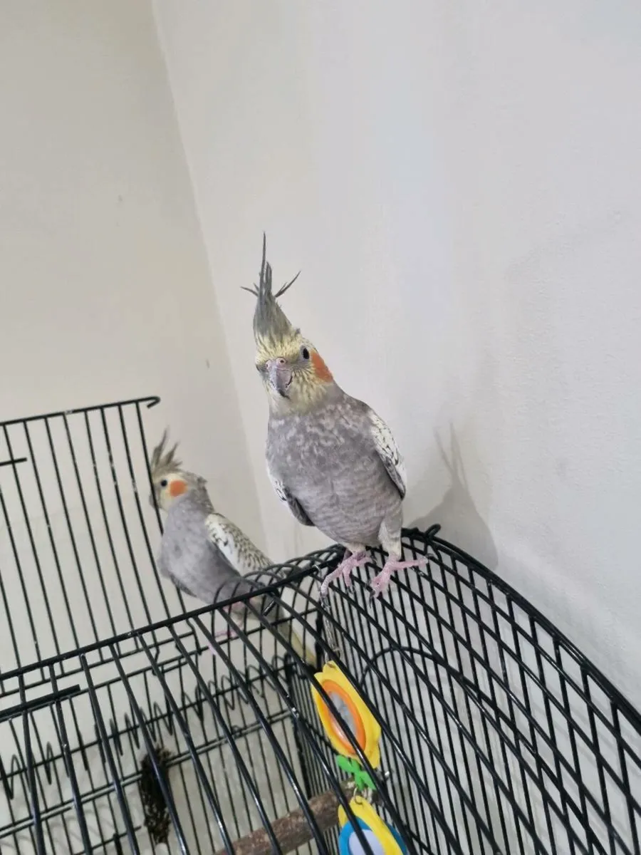 2x cockatiels with large cage looking for new home - Image 4