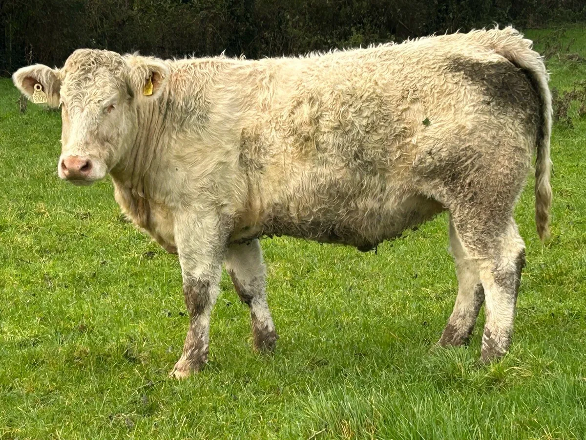 7 super incalf heifers - Image 3