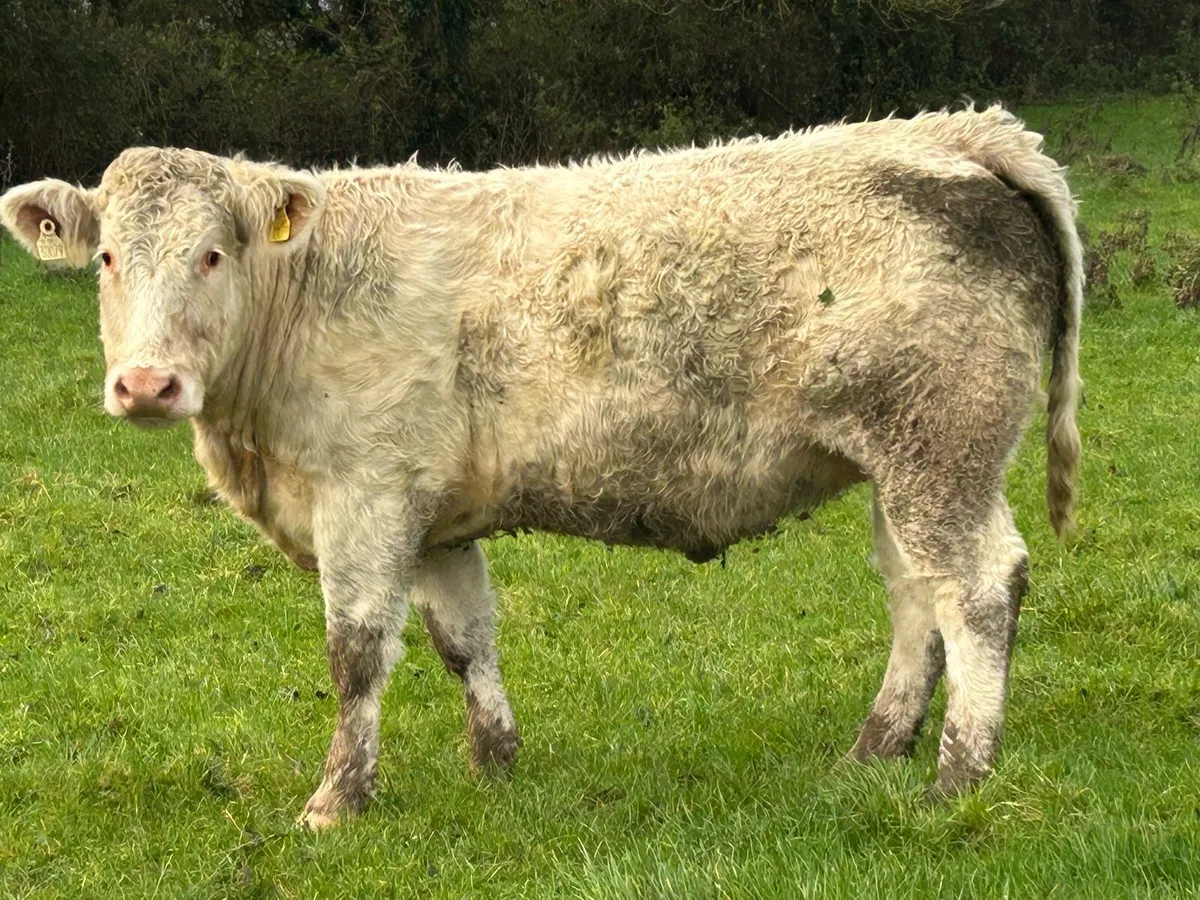 7 super incalf heifers - Image 4