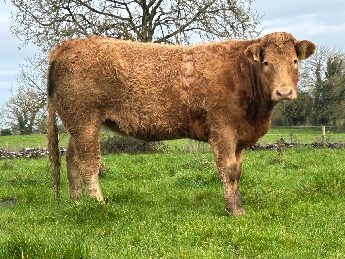 7 super incalf heifers - Image 1