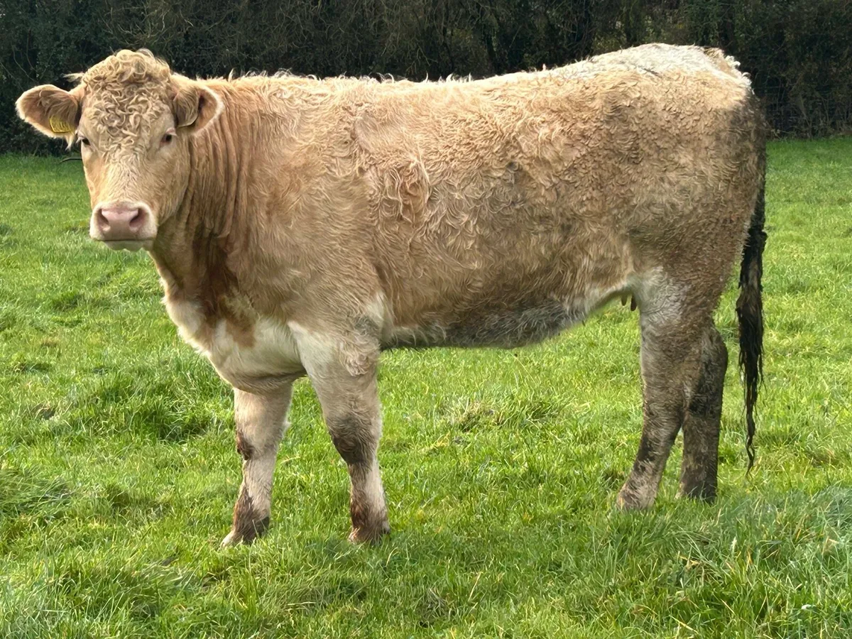 7 super incalf heifers - Image 2