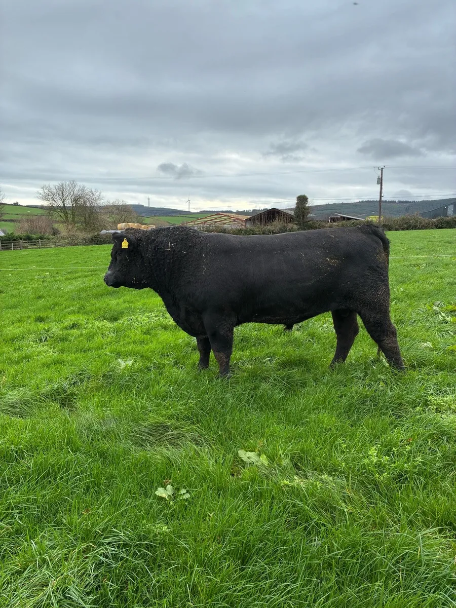 Aberdeen Angus bull - Image 1