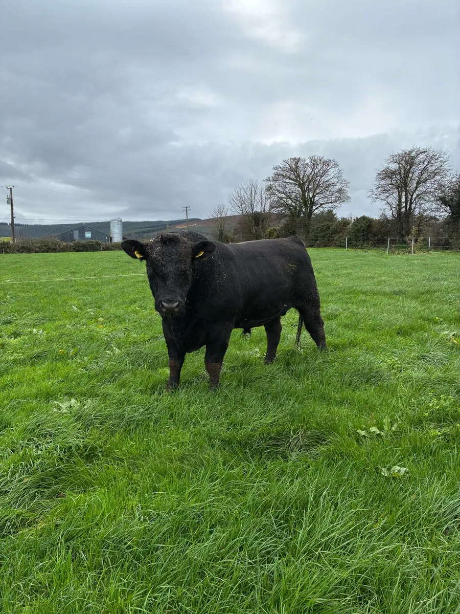 Aberdeen Angus bull - Image 3