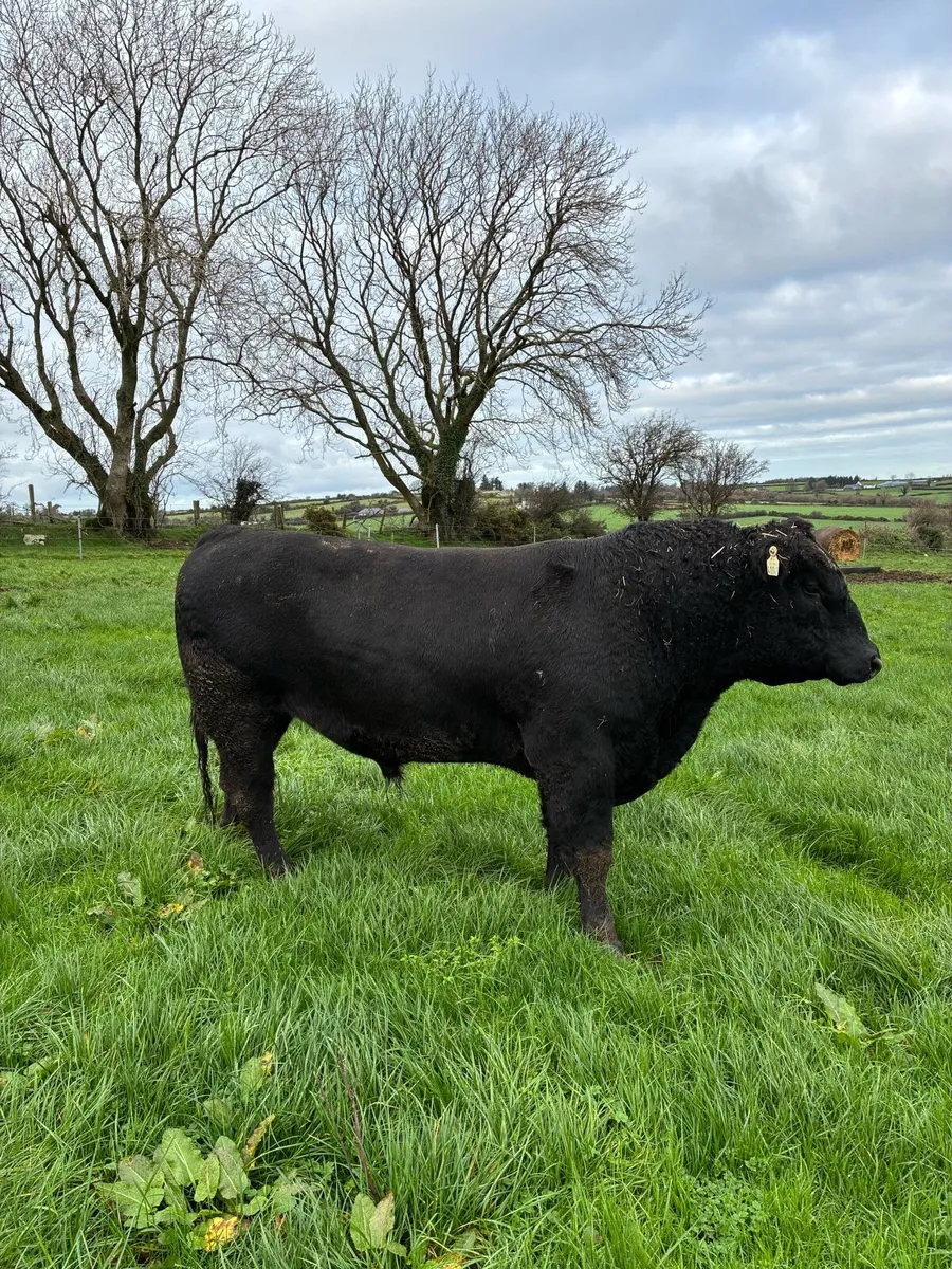 Aberdeen Angus bull - Image 2
