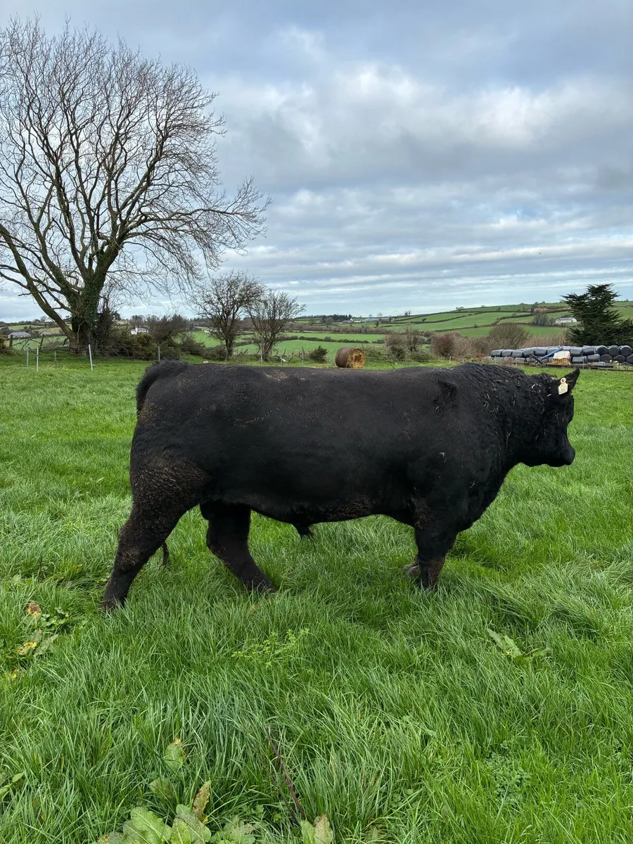 Aberdeen Angus bull - Image 4