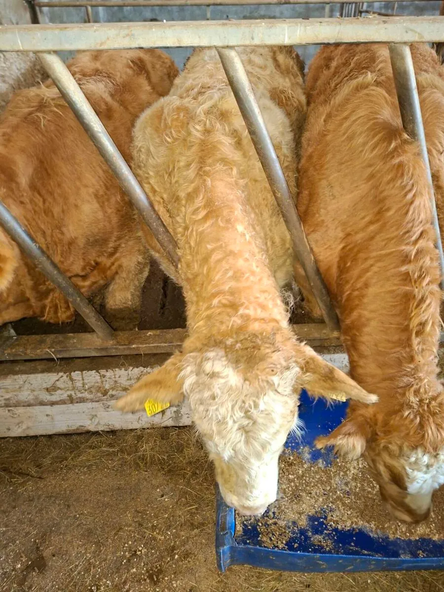 Ch bull weanlings - Image 2