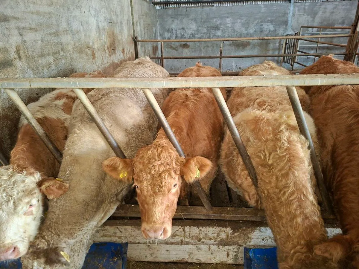 Ch bull weanlings - Image 3