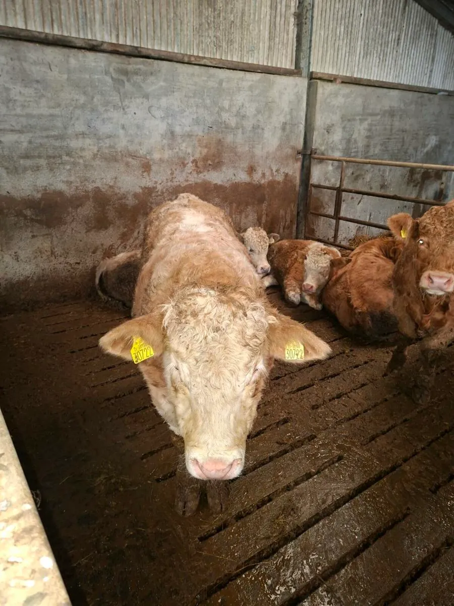 Ch bull weanlings - Image 4